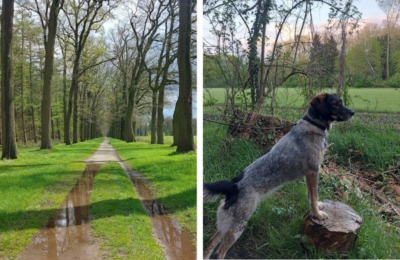 Omgeving kleine camping in overijssel